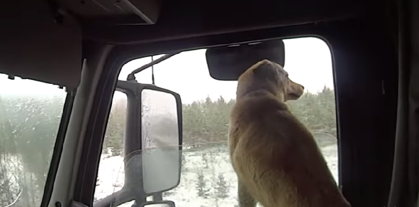 попутчик для дальнобойщика